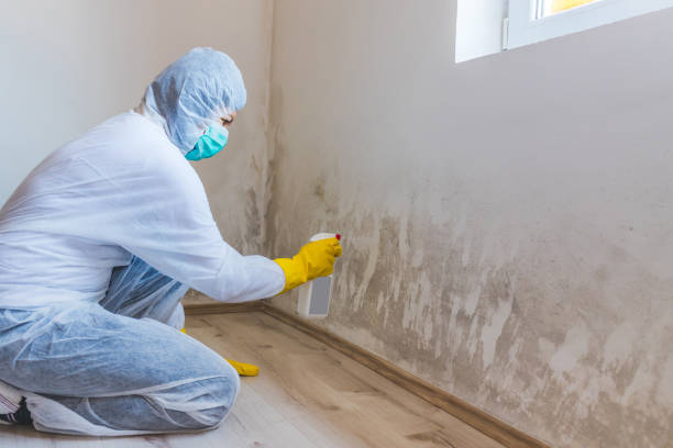 Licensed Mold Remediation service in Triangle, VA - WQB Mold Removal