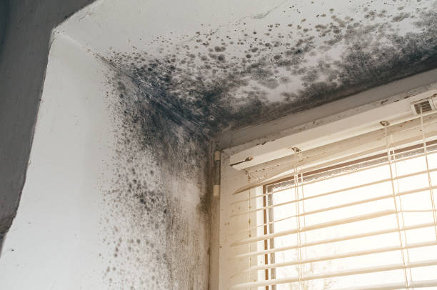 Affordable Mold Remediation solutions in Triangle, VA